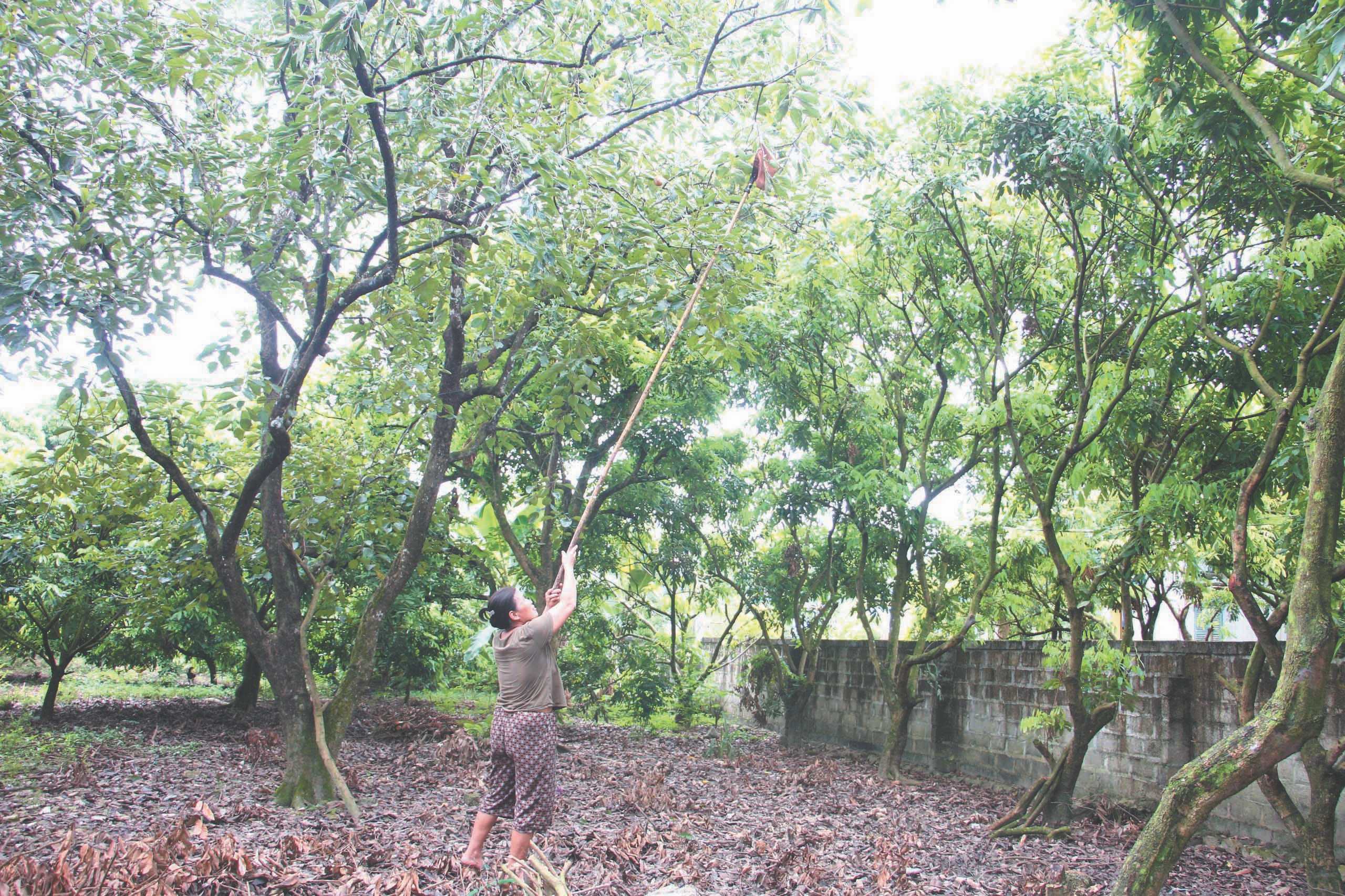 Hồng da tre - Món quà độc đáo của mùa thu Thái Nguyên