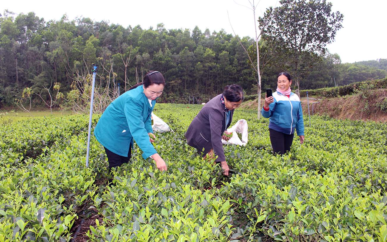 Đa số thành viên HTX Trồng và chế biến chè Phú Lợi biết cách quảng bá, giới thiệu sản phẩm trên mạng xã hội