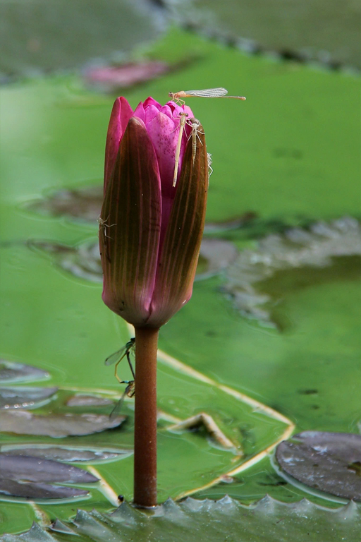 Khởi sinh chuồn chuồn kim