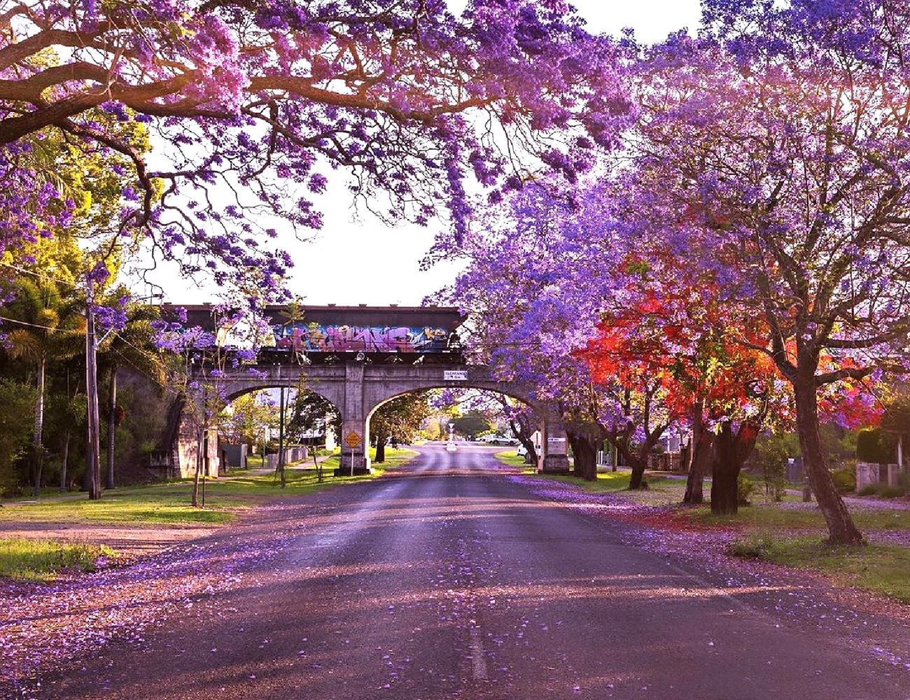 Sắc tím của những cây jacaranda tạo ra sự huyền ảo trên những con đường ở Úc. 