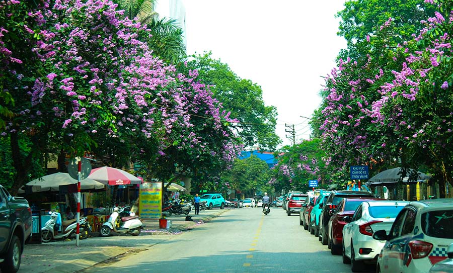 Đường phố rợp sắc hoa
