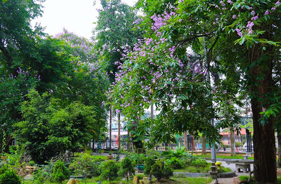 Cây Bằng Lăng cổ thụ trong Bảo tàng Văn hóa các dân tộc Việt Nam vẫn đơm hoa