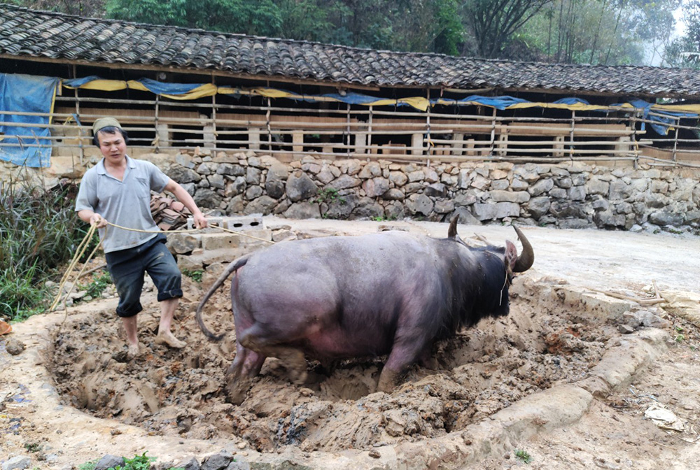 Nghi lễ Rjoọng khoăn vjài (gọi hồn cho trâu) và rửa cày bừa của người Tày, Nùng vùng đông bắc