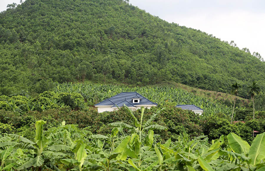 Quân Chu đã và đang hình thành những vùng cây ăn quả tập trung, mang lại giá trị kinh tế cao cho người dân.