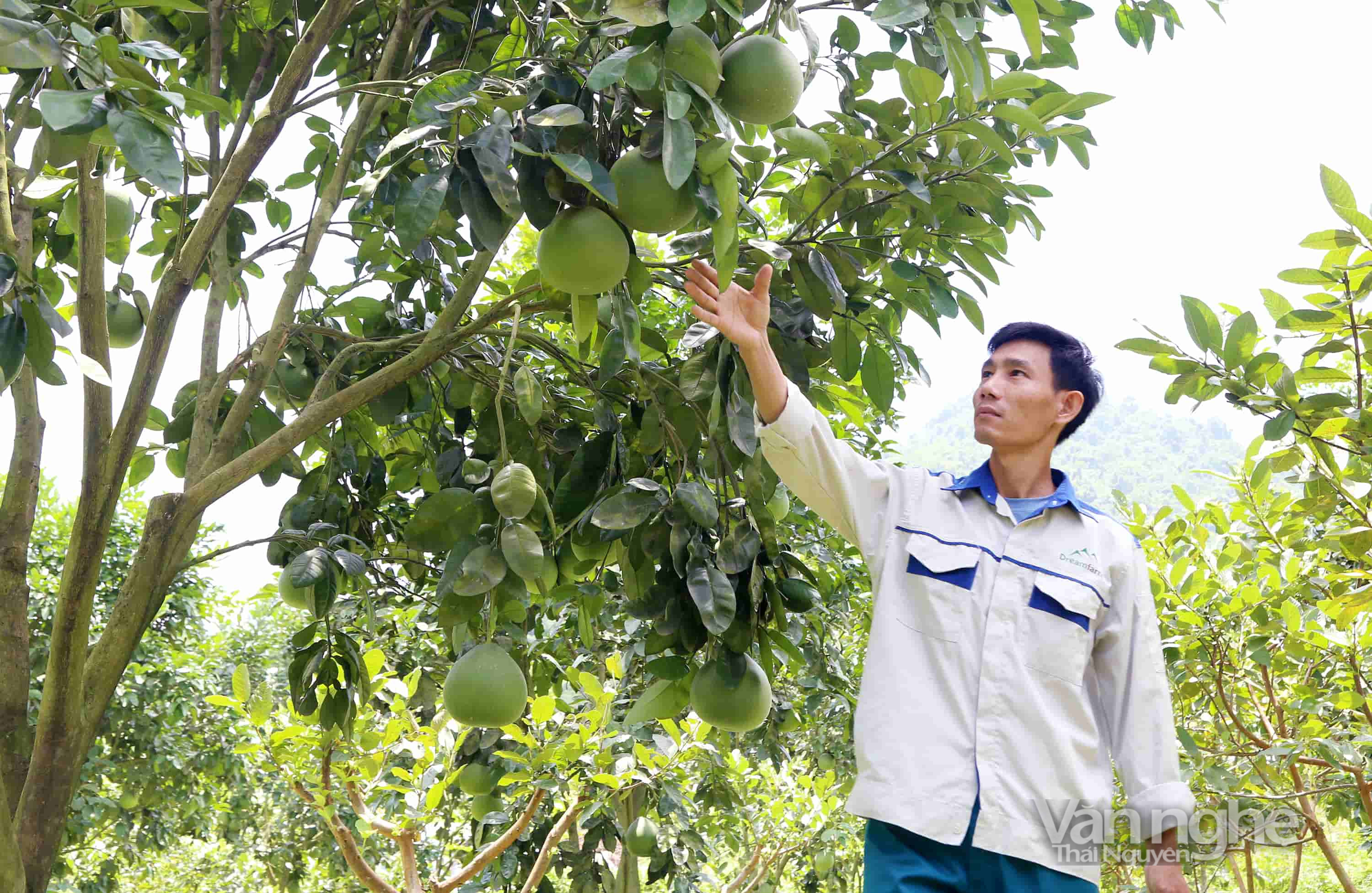 Làm giàu từ những vườn cây ăn quả