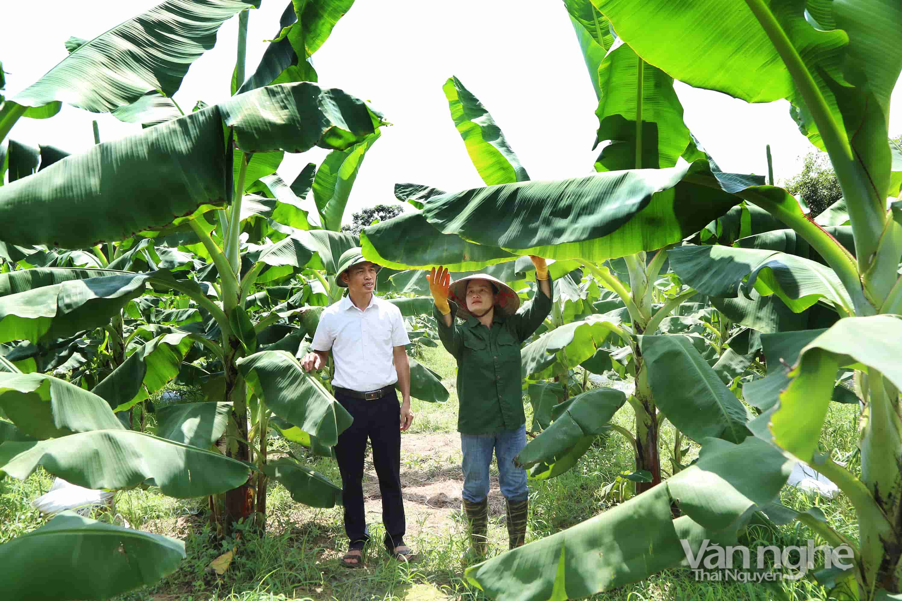 Làm giàu từ những vườn cây ăn quả