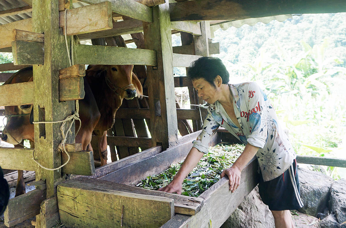 Anh Hoàng Văn Páo xóm Lũng Cà, xã Thượng Nung (Võ Nhai) chăm sóc cặp bò của gia đình. Nhờ sự quan tâm của Đảng, Nhà nước với những chính sách hỗ trợ thiết thực cho DTTS nên gia đình anh và nhiều gia đình khác trong xóm hiện đang chú trọng chăn nuôi bò và lợn gà để thoát nghèo bền vững 