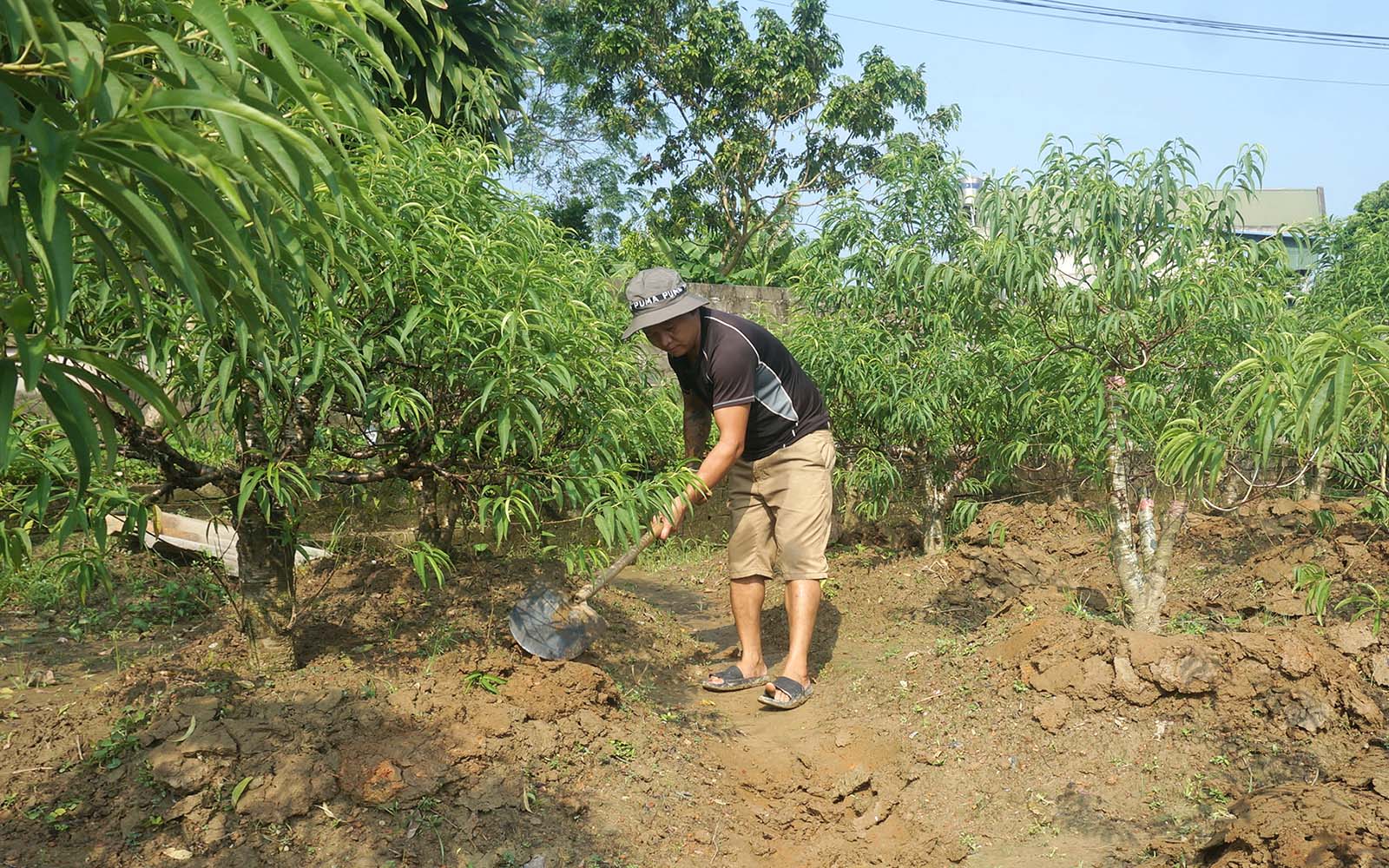 Một người dân chăm sóc cây ở khu vực trung tâm Làng Đào