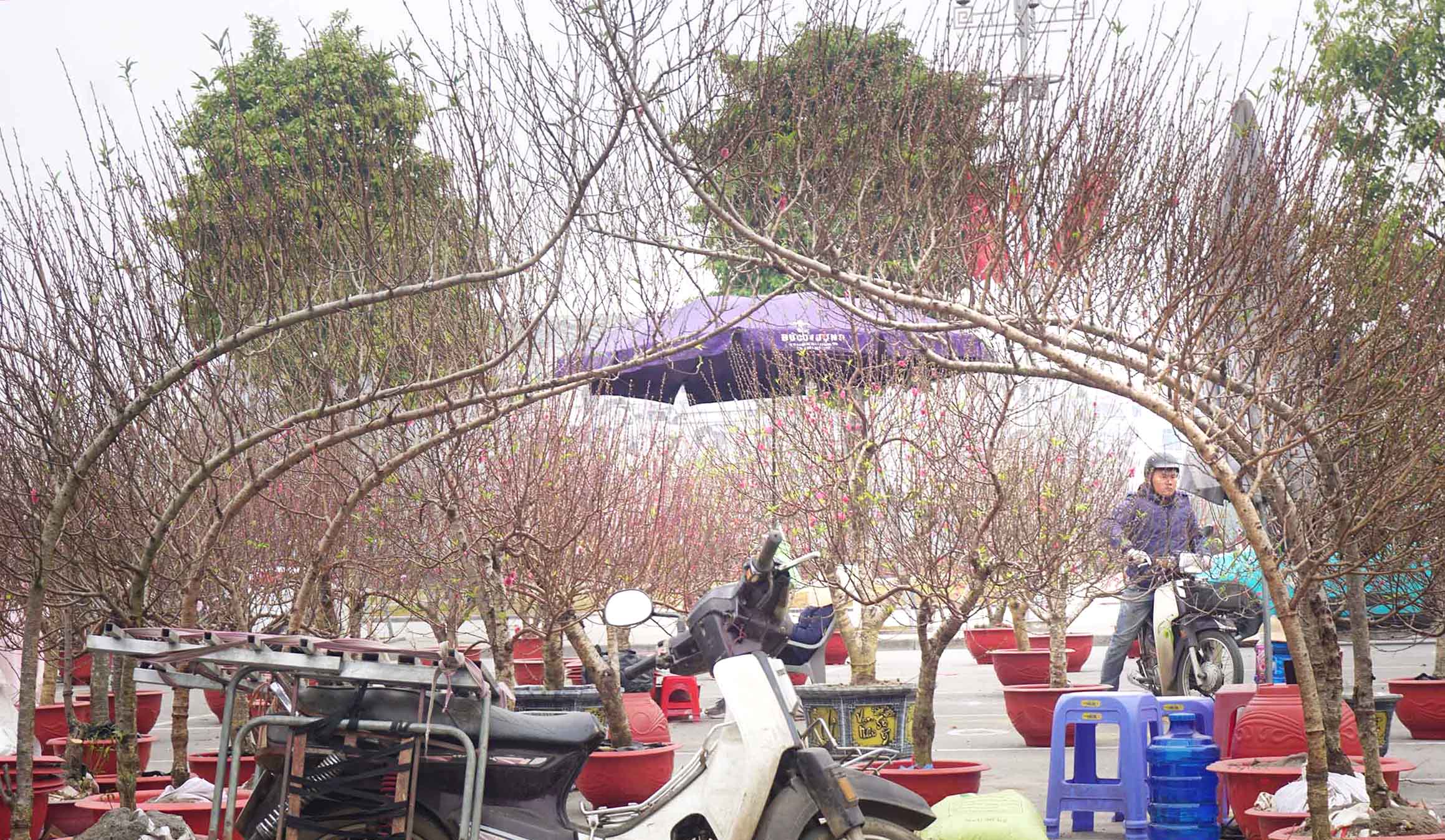 Tết đang ở rất gần…