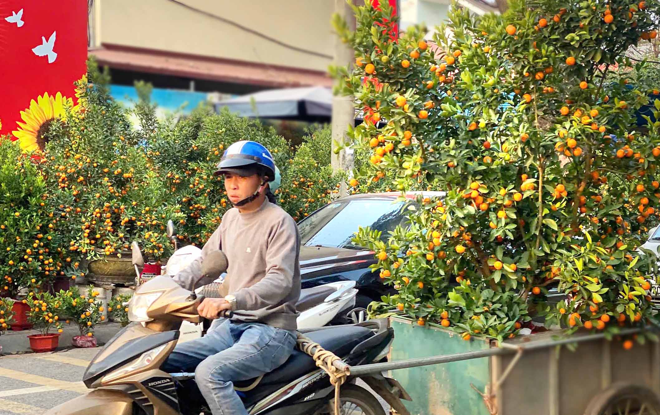Dịch vụ vận chuyển  quất, đào luôn đắt khách trong những ngày này. Trong ảnh: Một cây quất đã được 