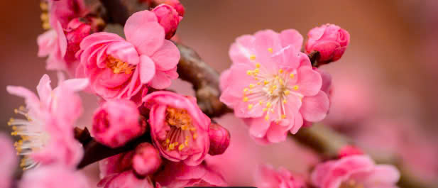 Thơ Nguyễn Đức Tùng, Quỳnh Iris Nguyễn - de Prelle, Trần Ngọc Tuấn,