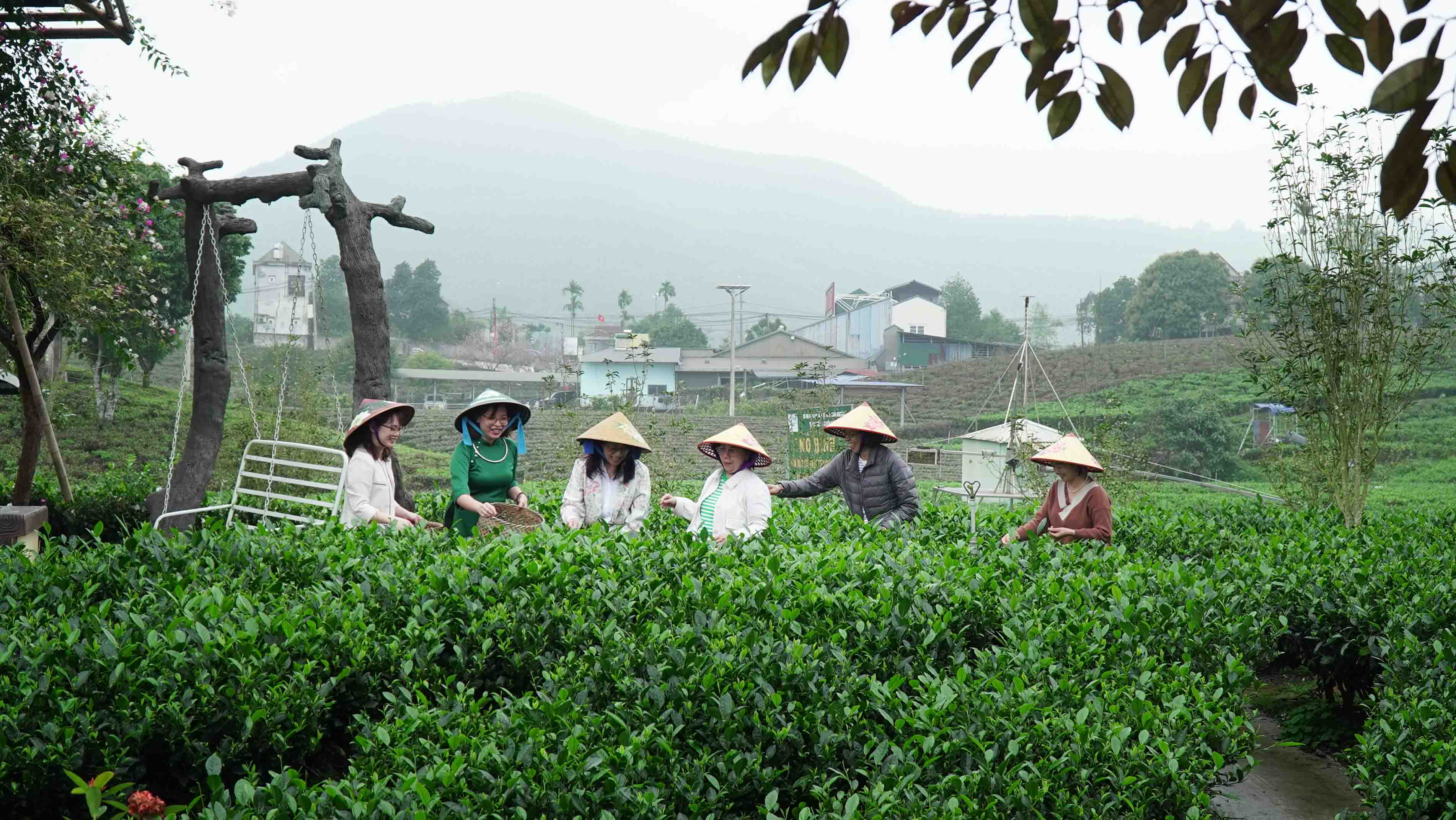 Tiến Yên Farmstay - Điểm hẹn của người yêu trà