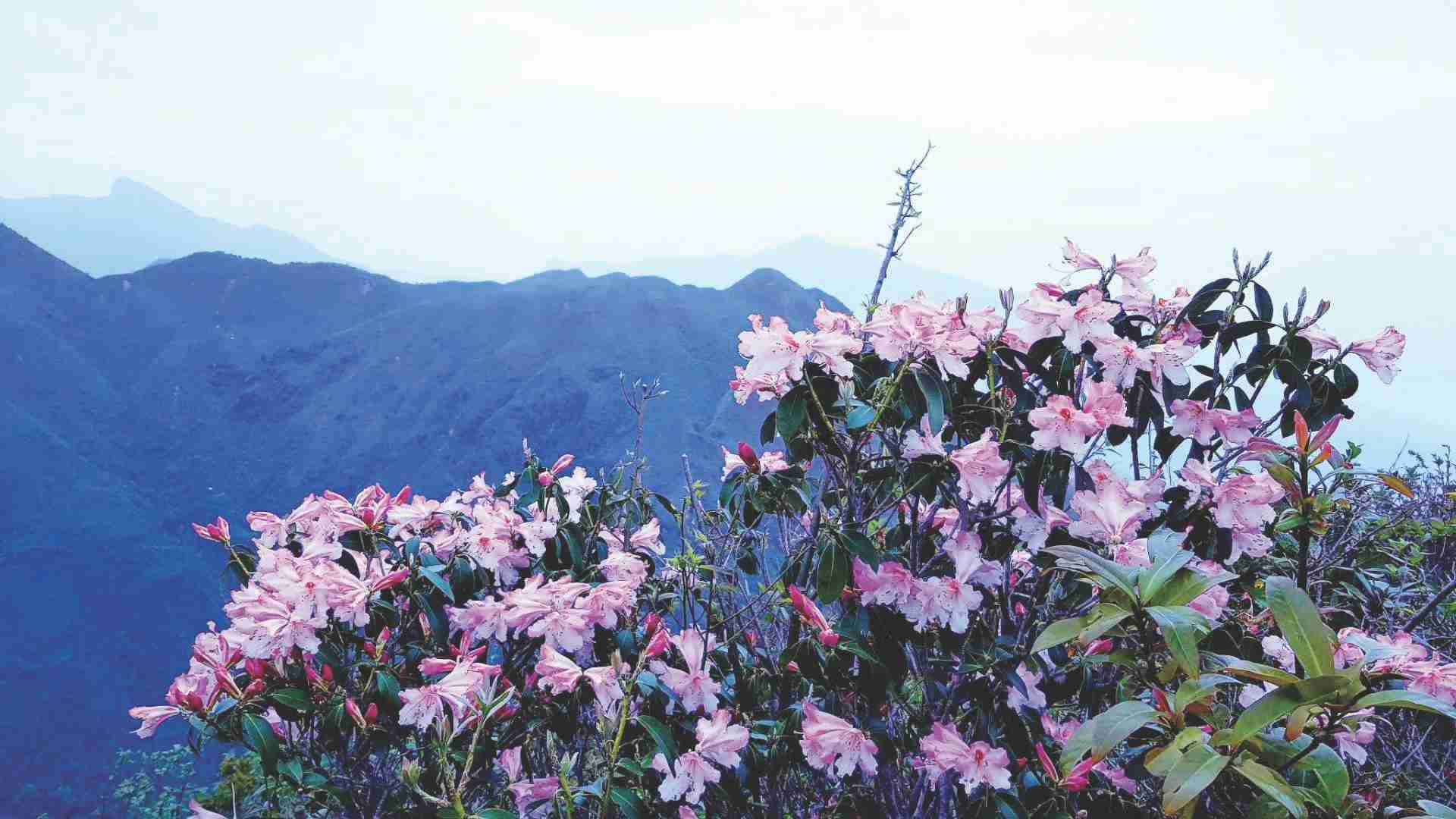 Thương nhớ đỗ quyên