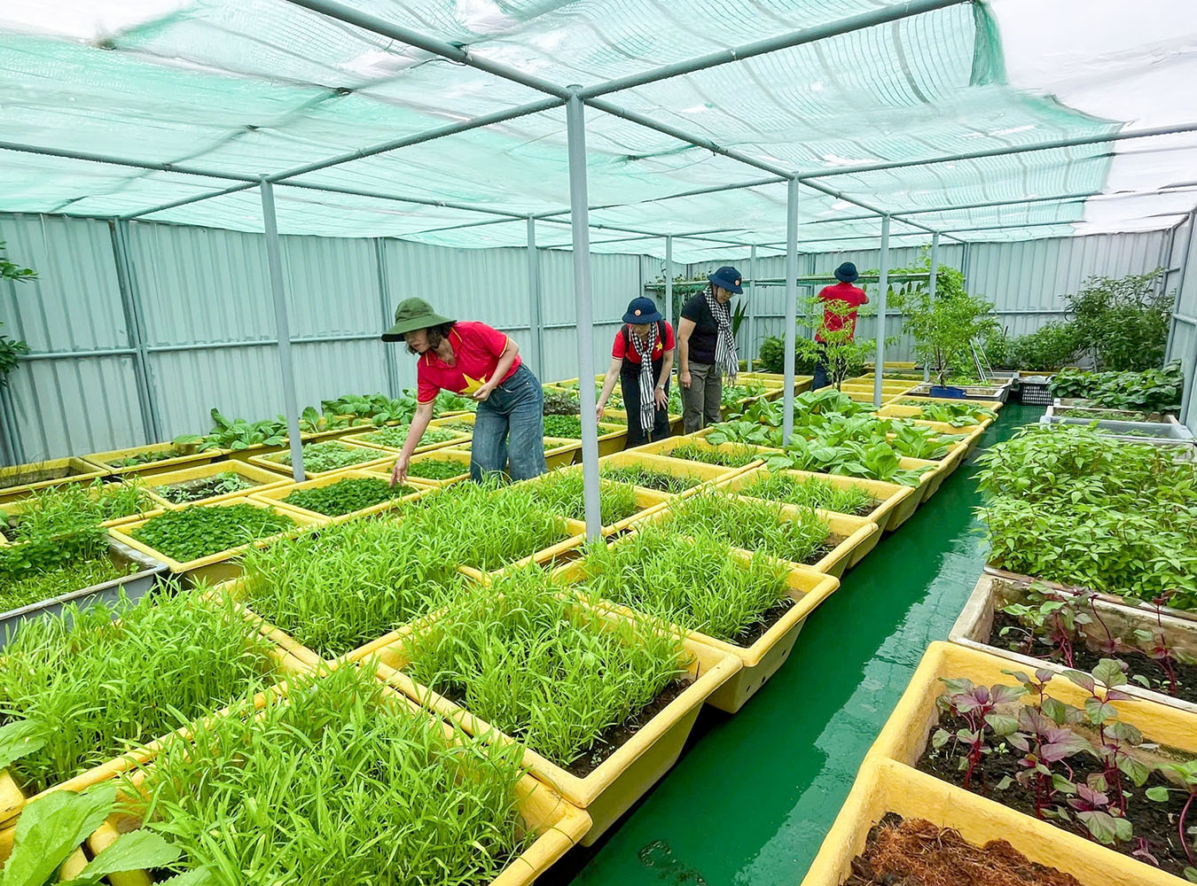 Khu vực tăng gia rau xanh của cán bộ chiến sĩ trên nhà giàn DK1/19
