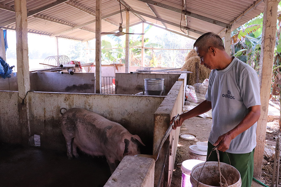 Ông Đào Văn Miễn xóm La Lẻ  xã Tân Thành( Phú Bình) tại khu chuồng trại