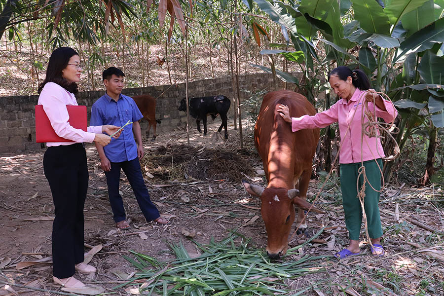 Gia đình chị Ngô Thị Oanh xóm Vo xã Tân Thành( Phú Bình) đầu tư chăn nuôi bò sau khi được vay vốn theo QĐ 22/2023/QĐ-TTg