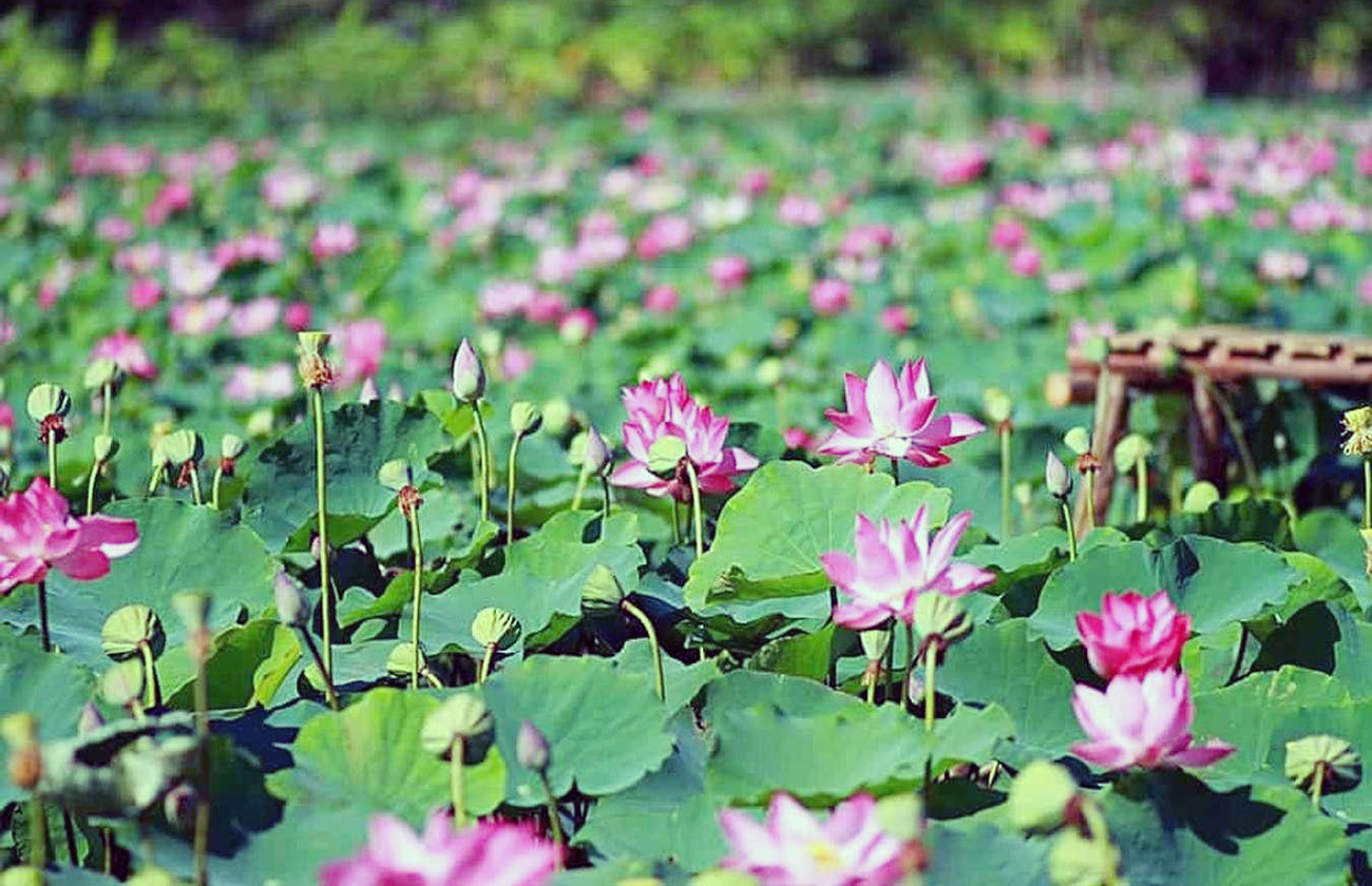Một cánh đồng sen tại huyện Tháp Mười, Đồng Tháp