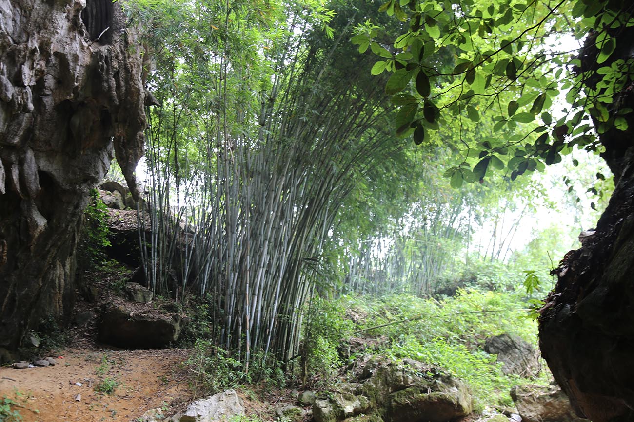 Những khóm cây dùng bên ngoài hang