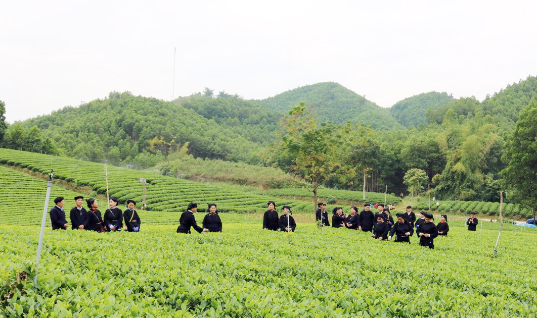 Người Nùng xã Văn Hán, huyện Đồng Hỷ hát sli khi thu hoạch chè