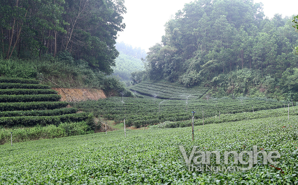 Nhờ lồng ghép hiệu quả các chương trình, dự án nhiều vùng trồng chè của bà con vùng DTTS ở huyện Đồng HỶ đã được hỗ trợ trang bj hế thống tưới tự động, góp phần tăng năng suất cây trồng